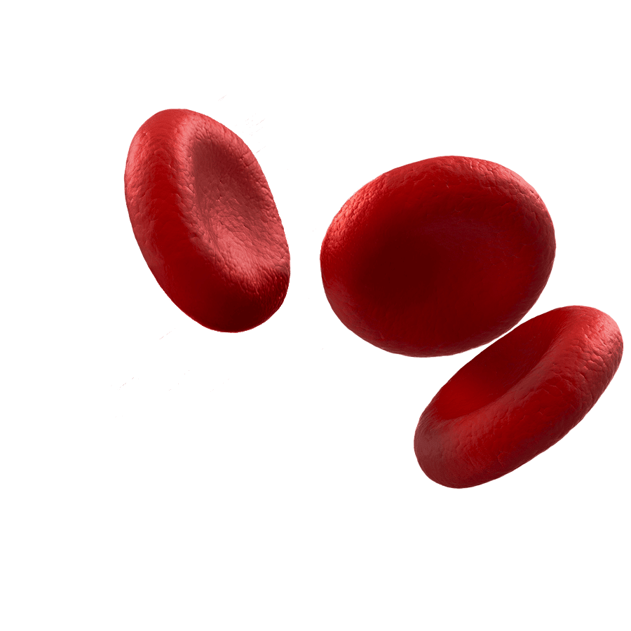 globule drepanocytose red fond